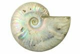 Silver Iridescent Ammonite (Cleoniceras) Fossil - Madagascar #327735-1